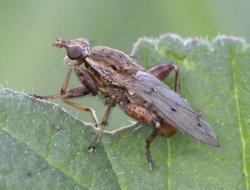 Réf. 244 555 : Salticella fasciata